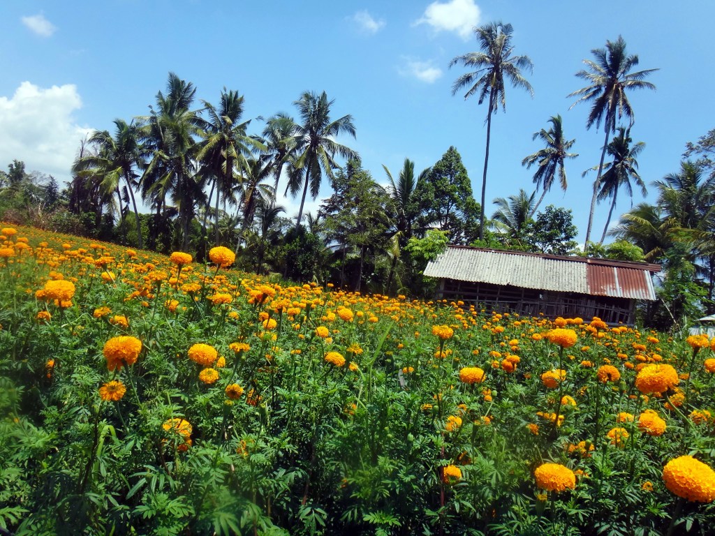 Marigold field in Bali