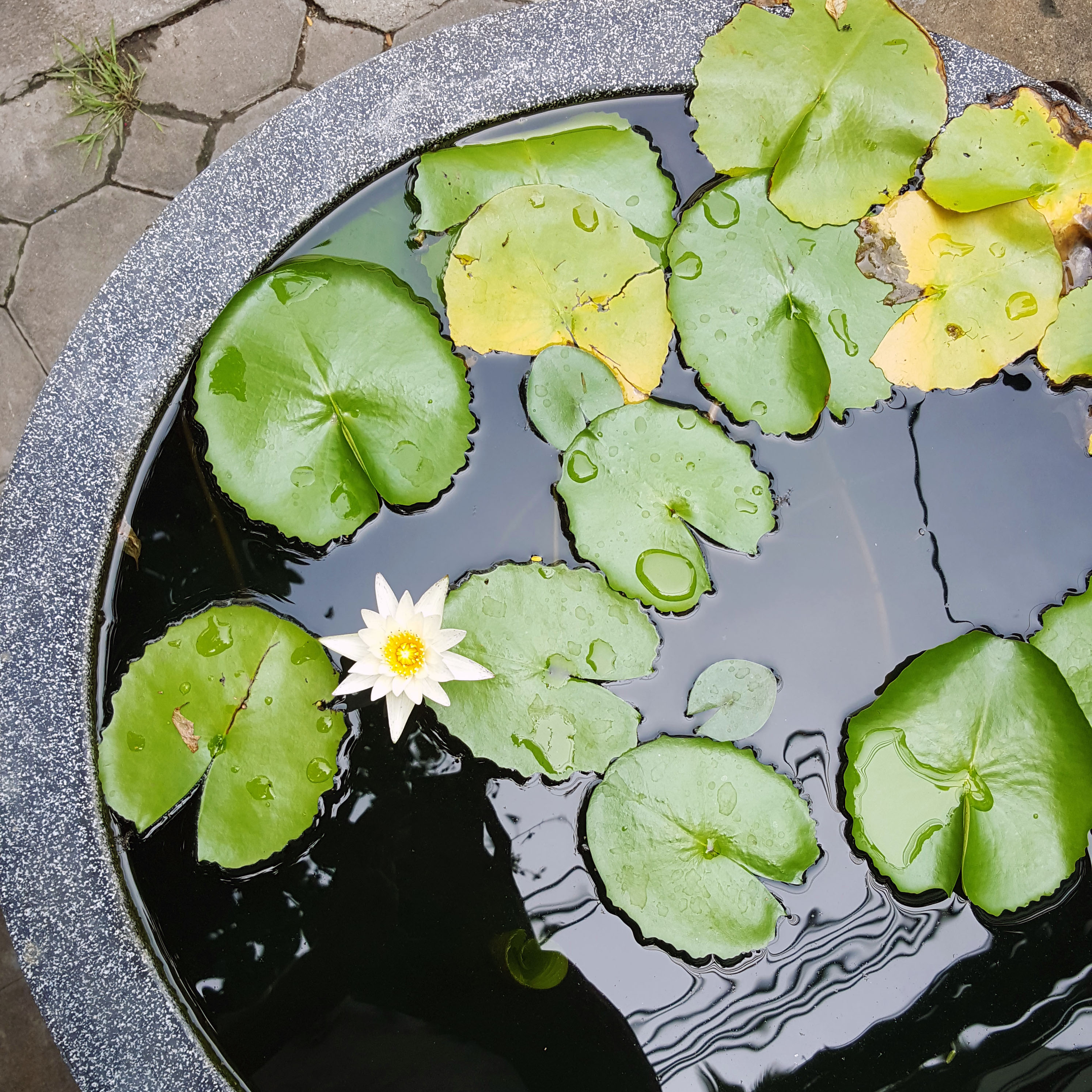 A small flowerpot in Chit Lom, Bangkok
