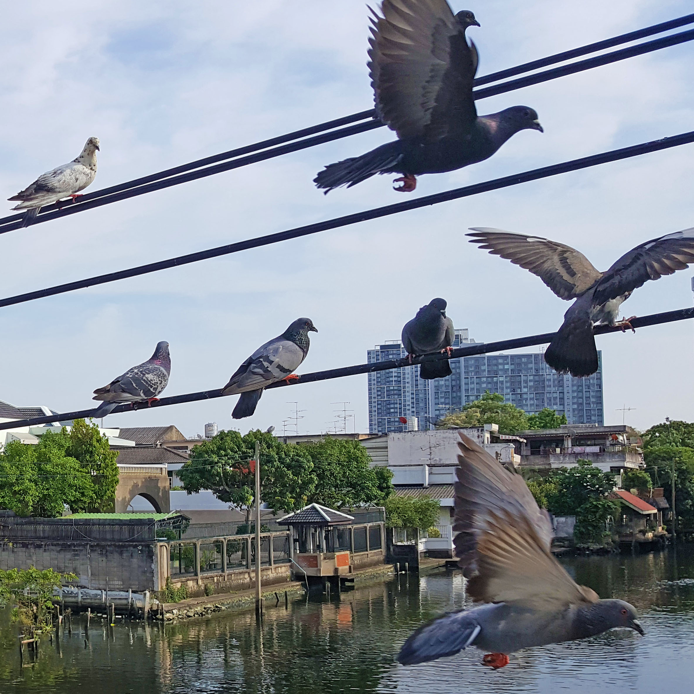 Flying doves, Bangkok