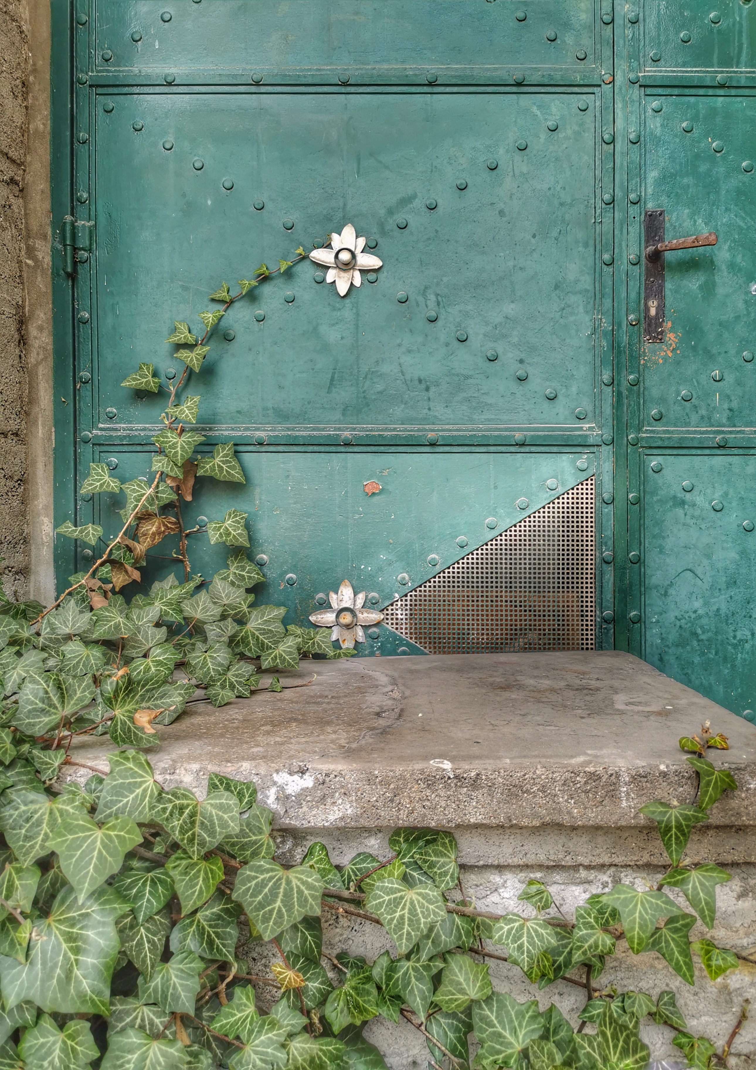 Ivy ranks along a door